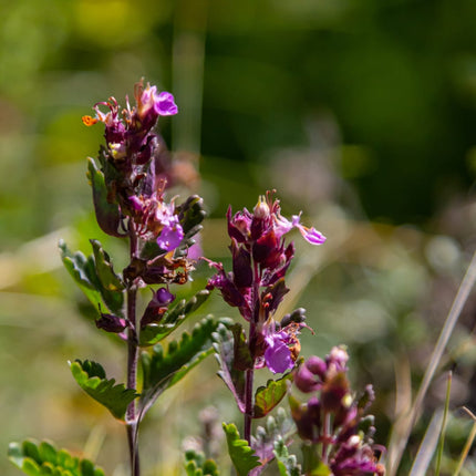 Teucrium lucidrys – 12 Pflanzen – Ø9cm – Höhe 10-25cm – Immergrüner Halbstrauch – Schnittverträglich – Für Hecke, Steingarten & Gartengestaltung