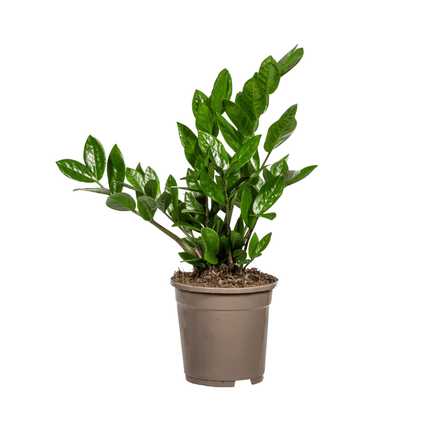 Glücksfeder – Zamioculcas Zamiifolia – Zimmerpflanze – Ø17cm – ↕40-50cm – Pflegeleicht & robust – Ideal für Büro & Wohnzimmer