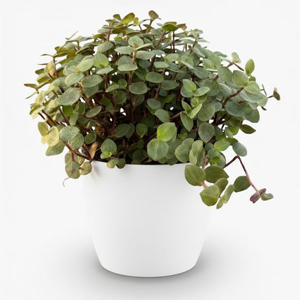 Calissia Repens Zimmerpflanze mit weißem Topf Ø12cm Höhe 17-20cm Haustierfreundliche Grünpflanze pflegeleicht für Wohnzimmer Büro Schlafzimmer