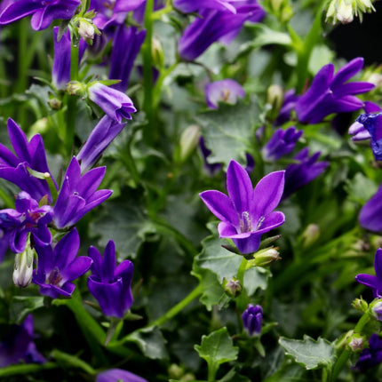 Pfirsichblättrige Glockenblume Campanula persicifolia ‘Coerulea’ – 12 Pflanzen – 10-25cm – Ø9cm – Blaue Staude für Sonne & Halbschatten
