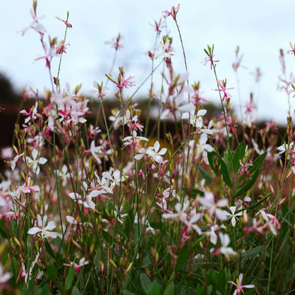 Gaura lindheimeri Siskiyou Pink – 12 Pflanzen – Ø9cm – Höhe 10-25cm – Prachtkerze – Kräftig rosafarbene Blüten – Für Beet, Präriegarten & Kübel