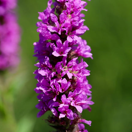Lythrum salicaria Blutweiderich – 24 Pflanzen – Ø9cm – Höhe 10-25cm – Rosa Purpur Blütenähren – Winterharte Staude – Für Teichrand & Feuchtbeet