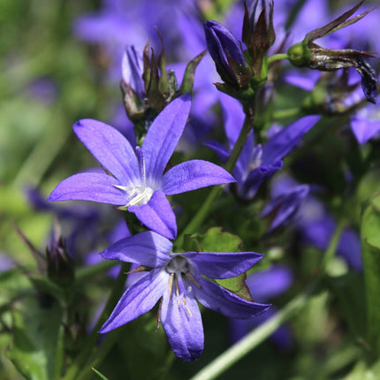 Polster – Glockenblume Campanula poscharskyana – 60 Pflanzen – 10-25cm – Ø9cm – Winterharte Bodendecker Staude – Blühpflanze für Mauer, Beet & Balkon