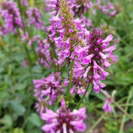 Stachys monieri Hummelo – 24 Pflanzen Ø9cm – Höhe10-25cm – Rosa Blütenstaude für Beet & Präriegarten – Bienenfreundlich winterhart – Pflegeleichte Flächenstaude