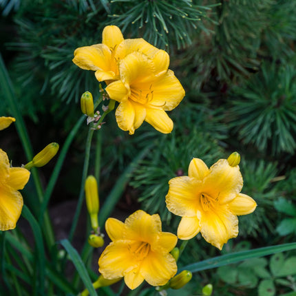 Hemerocallis Stella de Oro – 48 Pflanzen – Ø9cm – Höhe 10-25cm – Winterharte Taglilie – Goldgelbe Dauerblüte – Pflegeleicht für Beet & Steingarten
