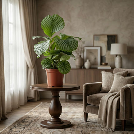 Korbmarante Calathea orbifolia – Ø21cm – 60-70cm hoch – Elegante Zimmerpflanze mit silbrig – grünen Blättern – Pflegeleicht & luftreinigend