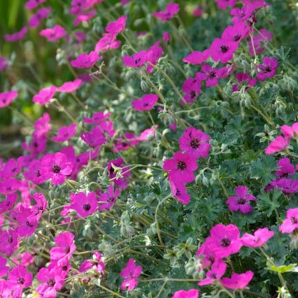 Geranium sanguineum Max Frei – 24 Pflanzen – Ø9cm – Höhe 10-25cm – Karminroter Storchschnabel – Winterharter Bodendecker – Für Beet & Steingarten