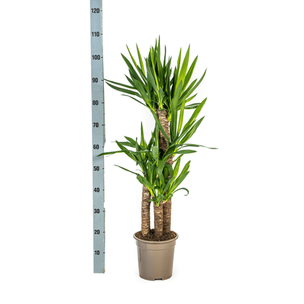 Yucca Elephantipes mit Korb – Höhe 90–110cm – Ø21cm – Palmlilie Zimmerpflanze mit robustem Stamm – Pflegeleichte & luftreinigende Pflanze für Wohnzimmer & Büro