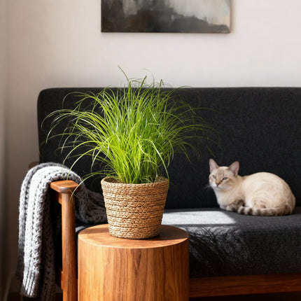 Cyperus Alternifolius Zumula Katzengras – 2er Set Zimmerpflanzen im Korb Ø12cm Höhe20cm – Haustierfreundliche Grünpflanze – Pflegeleicht