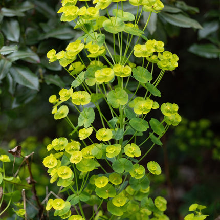Euphorbia amygdaloides Robbiae – 48 Pflanzen Ø9cm – Höhe 10-25cm – Immergrüner Bodendecker für Schatten & Halbschatten – Gelbgrüne Frühjahrsblüte