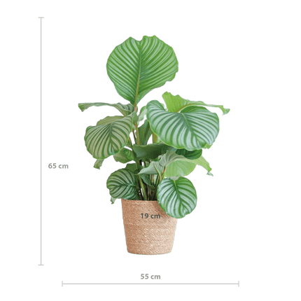 Korbmarante Calathea Orbifolia – Zimmerpflanze – 65cm hoch – Ø21cm – inkl. Natur – Korb Sofia aus Seegras – Luftreinigend & dekorativ