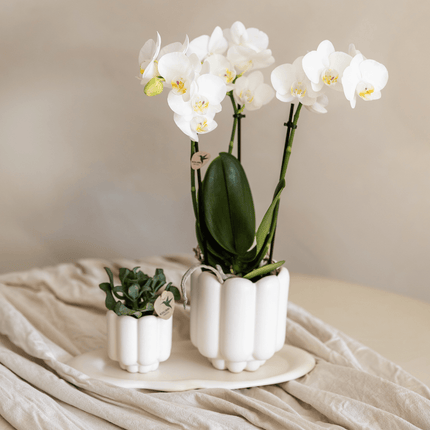 Retro Pflanztopf – Weiß – Ø6cm – Dekorativer Mini – Übertopf aus Keramik – Blumentopf mit Rillenstruktur für Orchideen & kleine Pflanzen