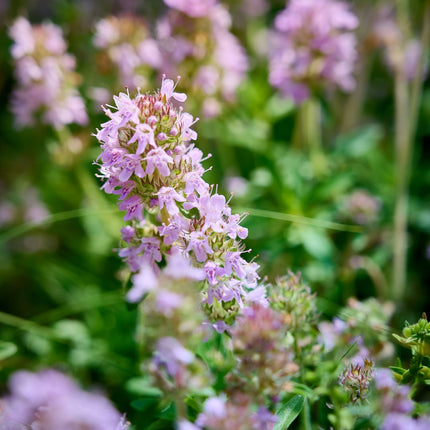 Thymus vulgaris Gartenthymian – 24 Pflanzen – Ø9cm – Höhe 10-25cm – Winterhartes Küchenkraut