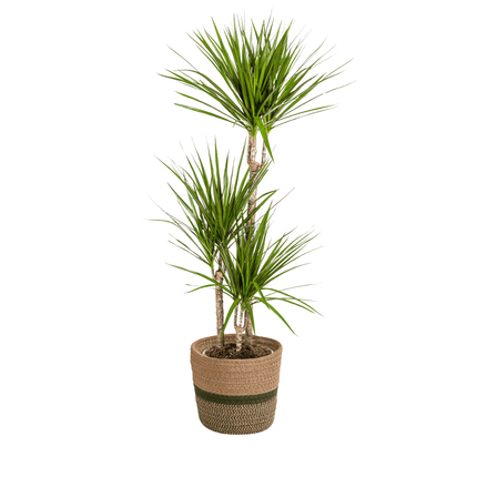 Dracaena Marginata Green inkl. Naturkorb – Höhe 110-130cm – Ø21cm – Elegante Zimmerpflanze mit schmalen grünen Blättern