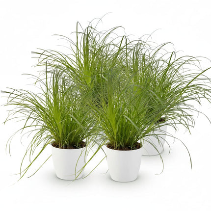 Cyperus Alternifolius Zumula Katzengras Pflanze 4er Set mit weißem Topf Ø12cm Höhe 20cm Haustierfreundliche Grünpflanze pflegeleicht für Zimmer & Büro