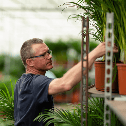 Goldfruchtpalme Areca – Zimmerpflanze Ø21cm – 110cm hoch – Luftreinigende tropische Palme für gesundes Raumklima – frisch aus der Baumschule