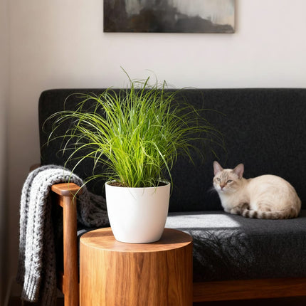 Cyperus Alternifolius Zumula Katzengras Pflanze 4er Set mit weißem Topf Ø12cm Höhe 20cm Haustierfreundliche Grünpflanze pflegeleicht für Zimmer & Büro