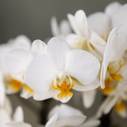 Orchideen Überraschungsbox – 2 Orchideen – 9cm – Pflanzen – Vorteilsbox – frische Lieferung direkt vom Züchter