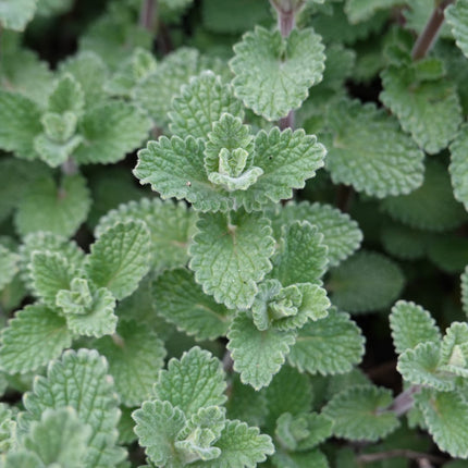 Bergminze Calamintha nepeta – 24 Pflanzen – 10-25cm – Ø9cm – Duftende Staude für sonnige Beete – Bienenfreundliche Gartenpflanze mit langer Blütezeit