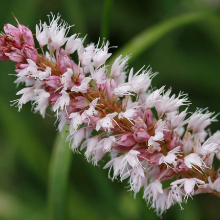 Persicaria affinis Superba – 48 Pflanzen – Ø9cm – Höhe 10-25cm – Winterharte Staude – Dunkelrote Blütenähren