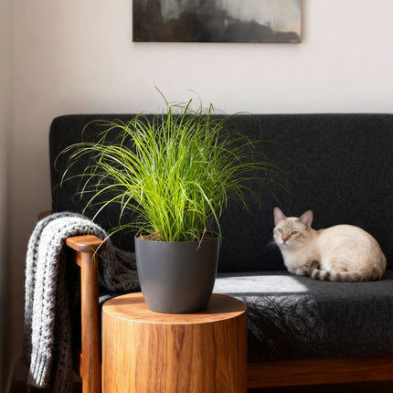 Cyperus Alternifolius Zumula Katzengras – 4er Set Zimmerpflanzen im grauen Topf Ø12cm Höhe20cm – Haustierfreundliche Grünpflanze – Pflegeleicht