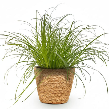 Cyperus Alternifolius Zumula Katzenpflanze – Zimmerpflanze im Korb Ø12cm Höhe20cm – Haustierfreundliche Grünpflanze – Pflegeleicht