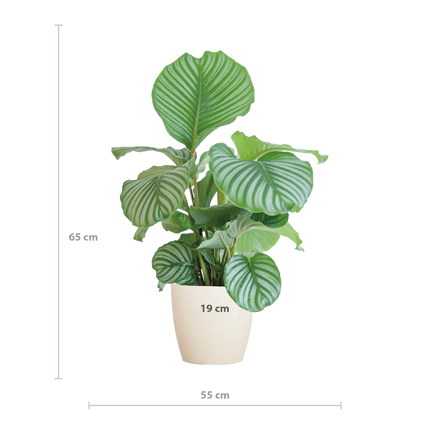 Korbmarante Calathea Orbifolia – Zimmerpflanze 65cm – Ø21cm – Luftreinigend – Inklusive biologisch abbaubarem Viber – Topf Weiß