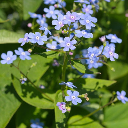 Kaukasisches Vergissmeinnicht Brunnera macrophylla – 10-25cm – Ø9cm – Winterharte Schattenstaude mit blauen Blüten – Bodendecker für Garten & Gehölzrand