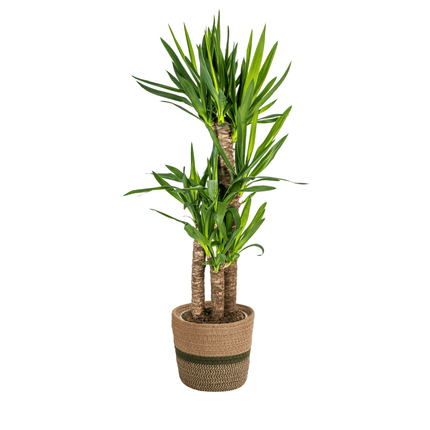 Yucca Elephantipes mit Korb – Höhe 90–110cm – Ø21cm – Palmlilie Zimmerpflanze mit robustem Stamm – Pflegeleichte & luftreinigende Pflanze für Wohnzimmer & Büro