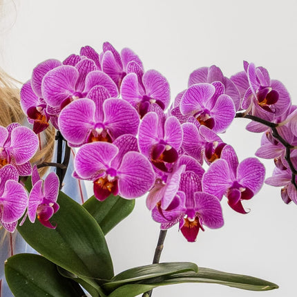 Pflanzenset – violette Vienna Orchidee Ø9cm + Sukkulente inkl. Keramik – Übertöpfe – glänzender Disco Übertopf + Mini – Disco Topf