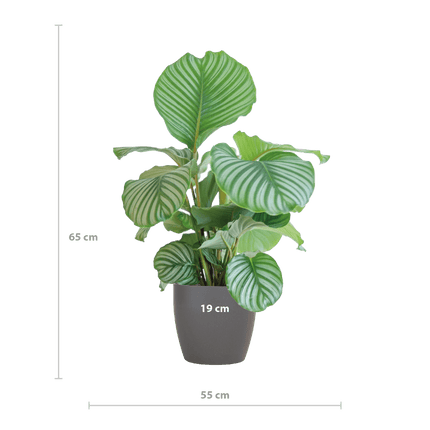 Korbmarante Calathea Orbifolia – Zimmerpflanze 65cm – Ø21cm – Luftreinigend – Inklusive biologisch abbaubarem Viber – Topf Grau