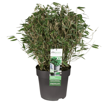 Bambus – Fargesia murieliae 'Moontears' Boobux – Ø29cm ↕70cm – Immergrüner Bambus für Hecke, Bodenbedeckung & Kübel – Winterhart & pflegeleicht