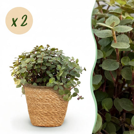 Calissia Repens Zimmerpflanze 2er Set inkl. Naturkorb