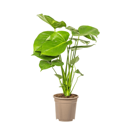 Fensterblatt Monstera Deliciosa Tauerii – Zimmerpflanze – Ø17cm – 50-70cm hoch – üppige, grüne Kletterpflanze