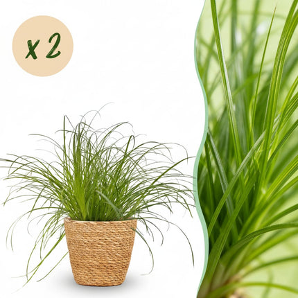 Cyperus Alternifolius Zumula Katzengras – 2er Set Zimmerpflanzen im Korb Ø12cm Höhe20cm – Haustierfreundliche Grünpflanze – Pflegeleicht