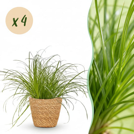 Cyperus Alternifolius Zumula Katzengras – 4er Set Zimmerpflanzen im Korb Ø12cm Höhe20cm – Haustierfreundliche Grünpflanze – Pflegeleicht