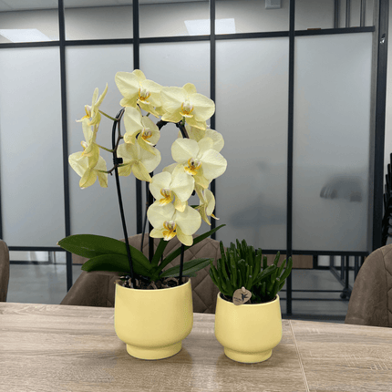 Scandic Blumentopf – Gelb – Ø9cm – Moderner Pflanztopf in Pastellgelb – Dekorativer Übertopf für Zimmerpflanzen, Orchideen & Kräuter