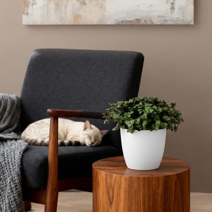Calissia Repens Zimmerpflanze mit weißem Topf Ø12cm Höhe 17-20cm Haustierfreundliche Grünpflanze pflegeleicht für Wohnzimmer Büro Schlafzimmer
