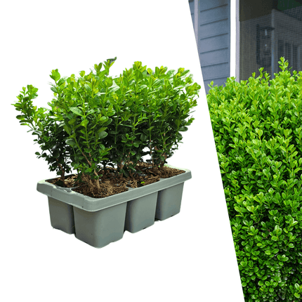 Buchsbaum – Buxus NewGen Freedom – 6 Pflanzen – ca. 15cm hoch – Ø7cm – kompakter, winterharter Strauch – resistent gegen Zünsler & Pilzkrankheiten