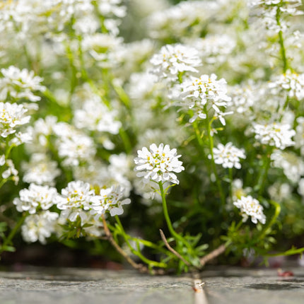 Iberis sempervirens Schneeflocke – 60 Pflanzen – Ø9cm – Höhe 10-25cm – Immergrüner Bodendecker – Weiße Frühlingsblüte – Winterhart für Beet & Steingarten