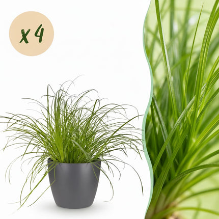 Cyperus Alternifolius Zumula Katzengras – 4er Set Zimmerpflanzen im grauen Topf Ø12cm Höhe20cm – Haustierfreundliche Grünpflanze – Pflegeleicht