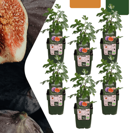 Bio Feigenbaum – Ficus carica – Ø13cm – ↕20cm – 6 Pflanzen – Obstbaum für Garten, Balkon & Terrasse – Selbstgezogen, Frostbeständig