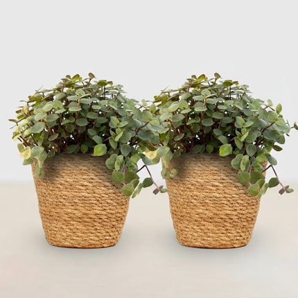 Calissia Repens Zimmerpflanze 2er Set inkl. Naturkorb