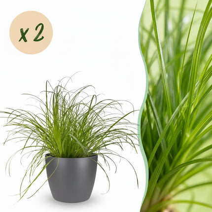 Cyperus Alternifolius Zumula Katzengras – 2er Set Zimmerpflanzen im grauen Topf Ø12cm Höhe20cm – Haustierfreundliche Grünpflanze – Pflegeleicht
