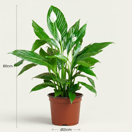 Spathiphyllum Mondblume Zimmerpflanze 70-80cm 19cm Pflegeleichte Grünpflanze mit weißen Blüten für Wohnzimmer Büro & Schlafzimmer