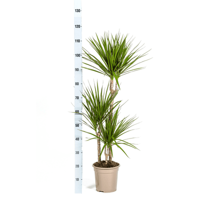 Dracaena Marginata Green inkl. Naturkorb – Höhe 110-130cm – Ø21cm – Elegante Zimmerpflanze mit schmalen grünen Blättern