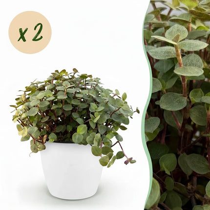 Calissia Repens Zimmerpflanze 2er Set mit weißem Topf Ø12cm Höhe 17-20cm Haustierfreundliche Grünpflanze pflegeleicht für Wohnzimmer Büro Schlafzimmer