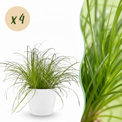 Cyperus Alternifolius Zumula Katzengras Pflanze 4er Set mit weißem Topf Ø12cm Höhe 20cm Haustierfreundliche Grünpflanze pflegeleicht für Zimmer & Büro