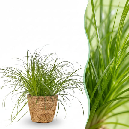 Cyperus Alternifolius Zumula Katzenpflanze – Zimmerpflanze im Korb Ø12cm Höhe20cm – Haustierfreundliche Grünpflanze – Pflegeleicht