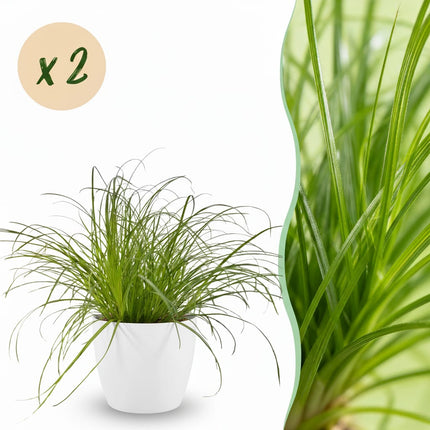 Cyperus Alternifolius Zumula Katzengras Pflanze 2er Set mit weißem Topf Ø12cm Höhe 20cm Haustierfreundliche Grünpflanze pflegeleicht für Zimmer & Büro